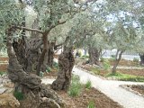 Israel Museum-Ein Karam-Mt of Olives-Gethsemane